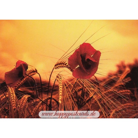 Mohnblume - Postkarte