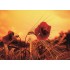 Mohnblume - Postkarte