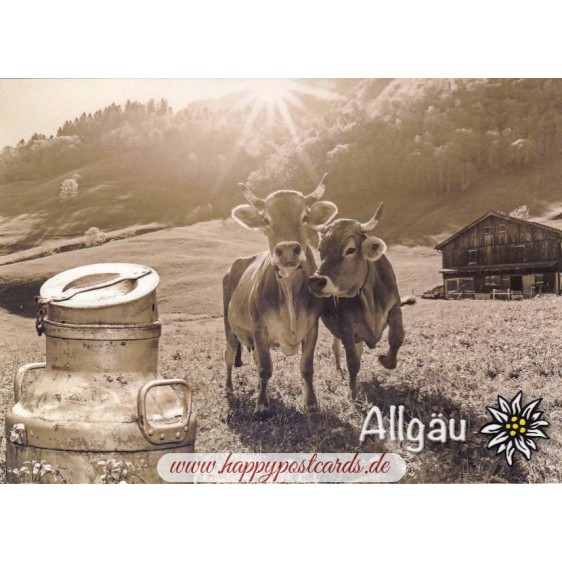 Kühe im Allgäu - Ansichtskarte