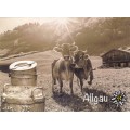 Kühe im Allgäu - Ansichtskarte