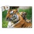 3D Tiger - Postcard