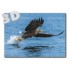 3D Seeadler  - Postkarte