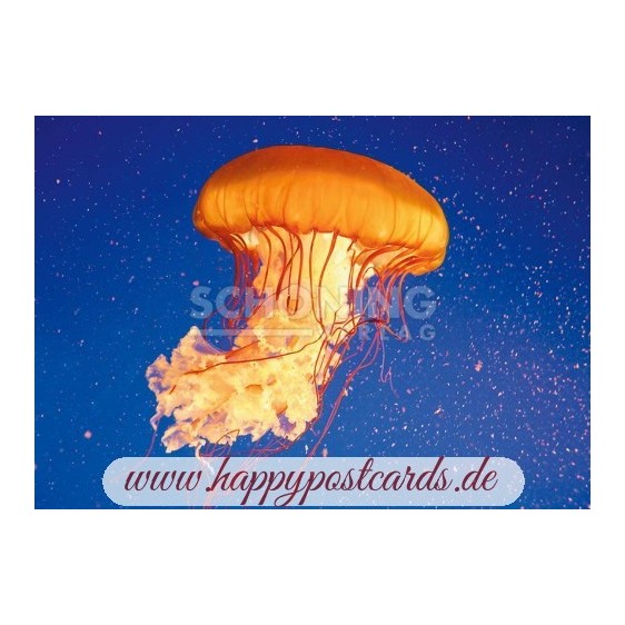 3D Feuerqualle - Postkarte
