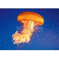 3D Lion's Mane Jellyfish - Postcard