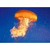 3D Lion's Mane Jellyfish - Postcard