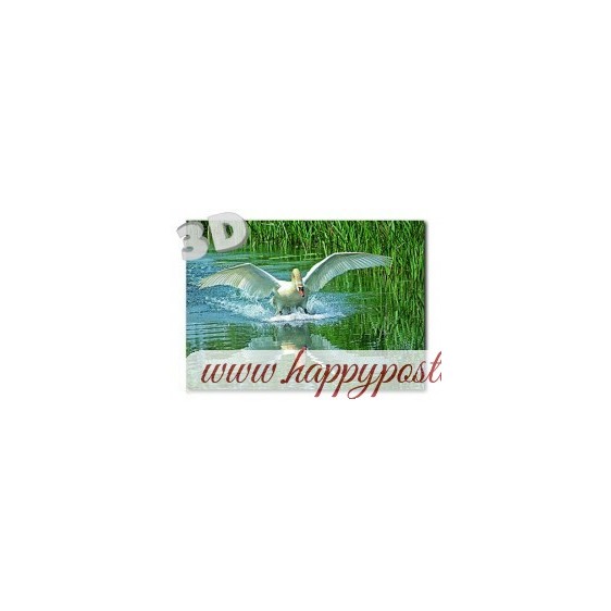 3D Swan - Postcard