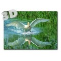 3D Swan - Postcard