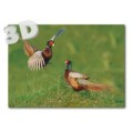 3D Pheasant - Postcard
