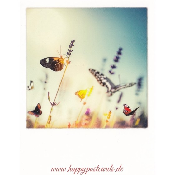 Butterflies - PolaCard
