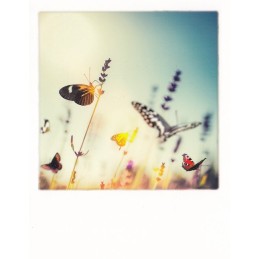 Butterflies - PolaCard