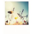 Butterflies - PolaCard