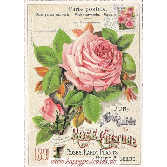 Rose 2- Tausendschön - Postcard