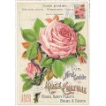 Rose 2- Tausendschön - Postcard