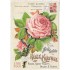 Rose 2- Tausendschön - Postcard