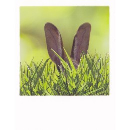 Hase im hohen Gras - PolaCard