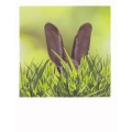 Hase im hohen Gras - PolaCard