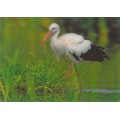 3D Storch - Postkarte