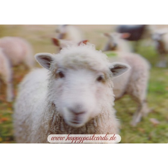 3D Sheep - Postcard