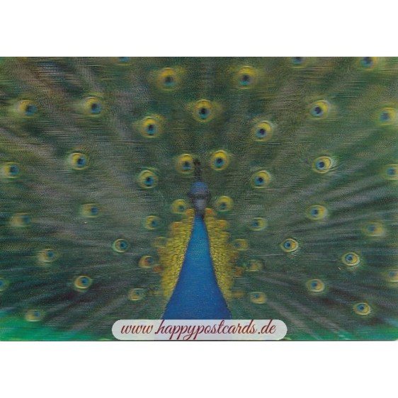 3D Peacock - Postcard