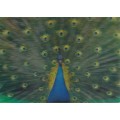 3D Peacock - Postcard