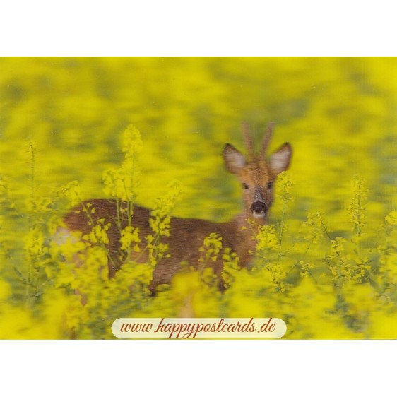 3D Roebuck - Postcard
