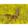 3D Roebuck - Postcard