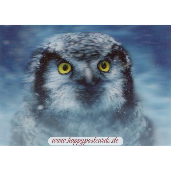 3D Owl - Postcard