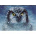 3D Owl - Postcard