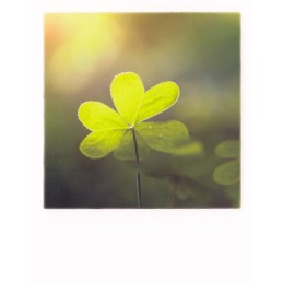 Shamrock - PolaCard