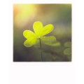 Shamrock - PolaCard
