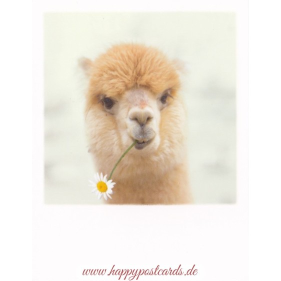 Alpaca - PolaCard