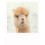 Alpaca - PolaCard