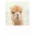 Alpaca - PolaCard