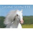 Pferd - Sahneschnitte - Ansichtskarte
