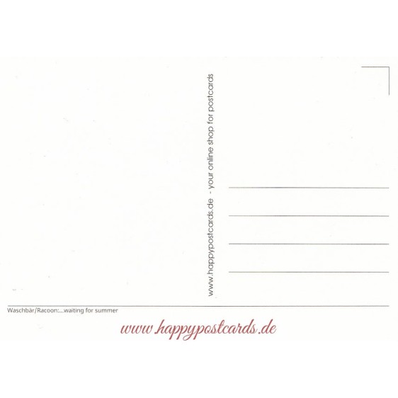 Racoon - waiting for summer - Postcard