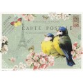 Blaumeisen - Tausendschön - Postkarte