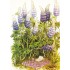 108 - Picknick under Lupins - Löök Postcard