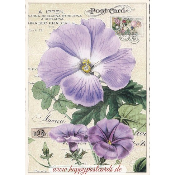 Blumen 4 - Tausendschön - Postkarte