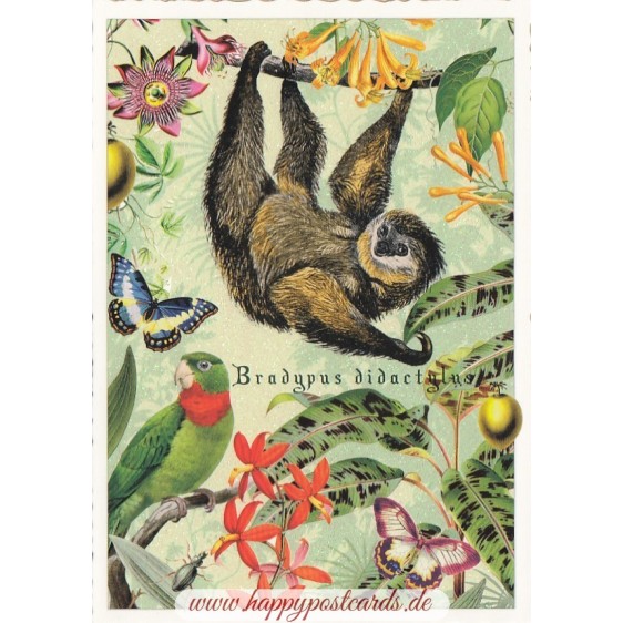 Sloth - Tausendschön - Postcard