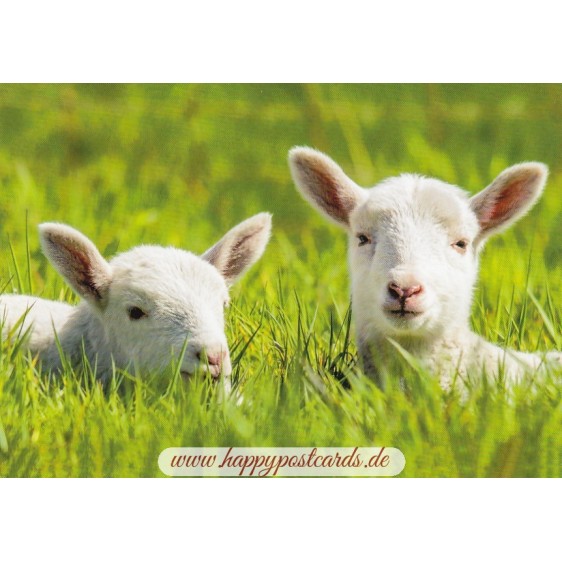 Lambs in gras - Viewcard