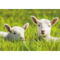 Lambs in gras - Viewcard