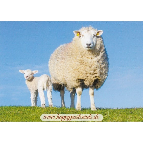 Sheep - Viewcard