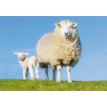 Sheep - Viewcard