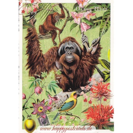 Orang Utan - Tausendschön - Postkarte