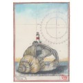 Auger Shell - Ole West - Postcard