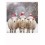 Christmas Sheeps - Christmas PolaCard
