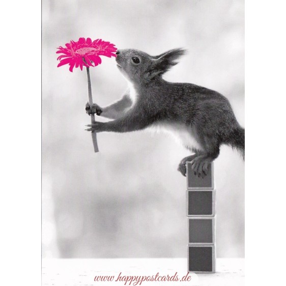 Squirrel with flower - Contrasts -  Postcard
