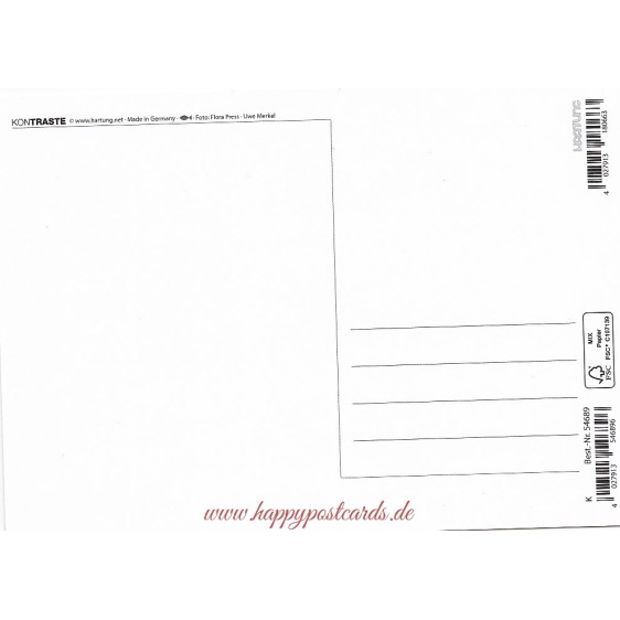 Fountain pen with heart - Contrasts -  Postcard