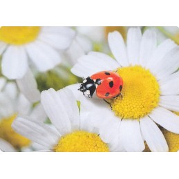 Marienkäfer auf Blume - Medley-Postkarte