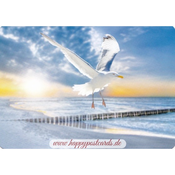 Möwe am Meer - Medley-Postkarte